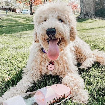 2 IN 1 PORTABLE PET FEEDER - PINK