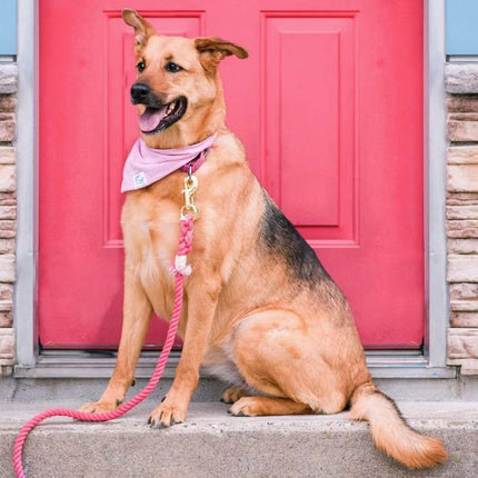 Dog Rope Leash - Golden Silk