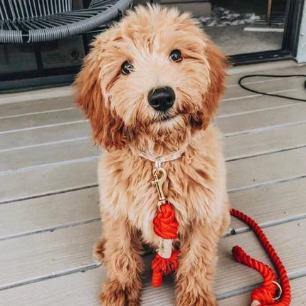Dog Rope Leash and Collar Set - Violet