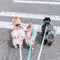 Collar & Leashes & Harnesses