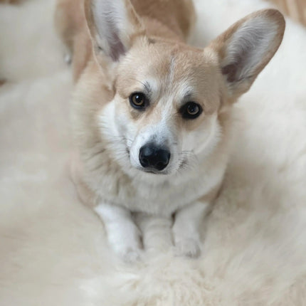 Natural Sheepskin Rug for Pet