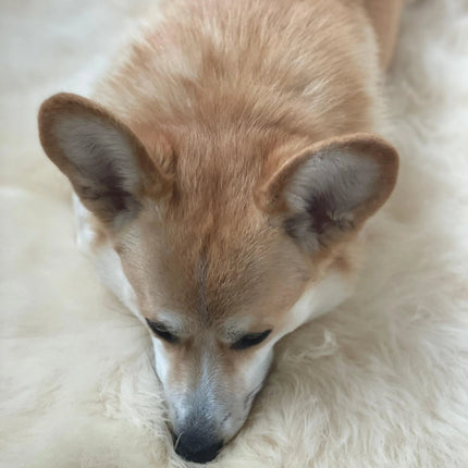 Natural Sheepskin Rug for Pet