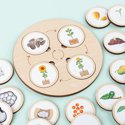 Wooden Life Cycle Sorting Board Montessori Science Learning Set