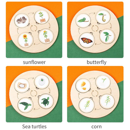 Wooden Life Cycle Sorting Board Montessori Science Learning Set