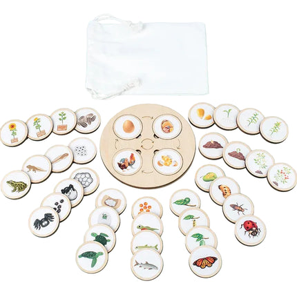 Wooden Life Cycle Sorting Board Montessori Science Learning Set