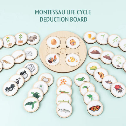 Wooden Life Cycle Sorting Board Montessori Science Learning Set