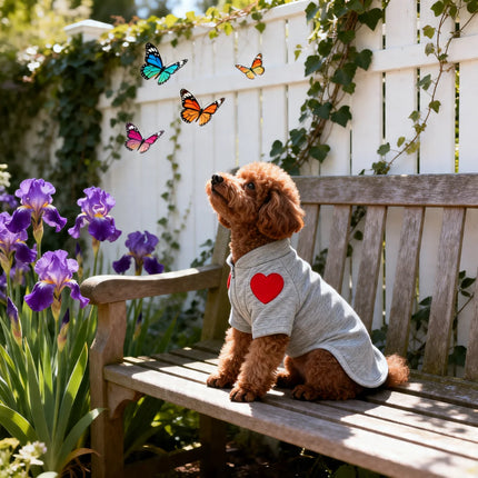 Teddy Heart Pet Sweater