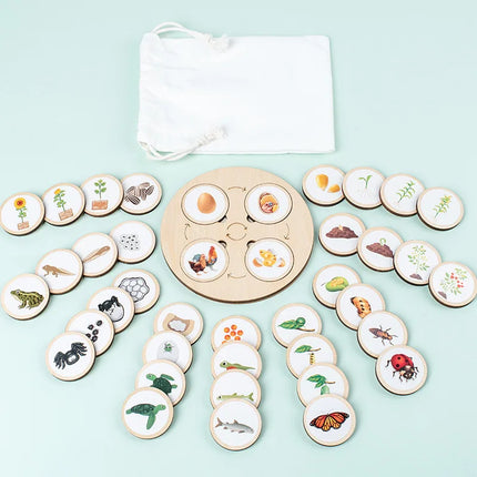 Wooden Life Cycle Sorting Board Montessori Science Learning Set