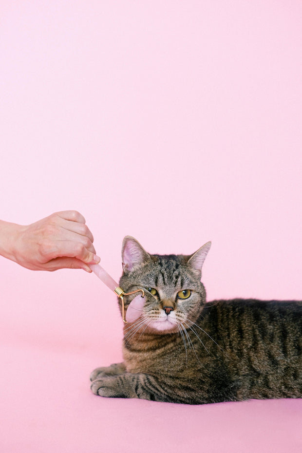<h3>Pet Care</h3>